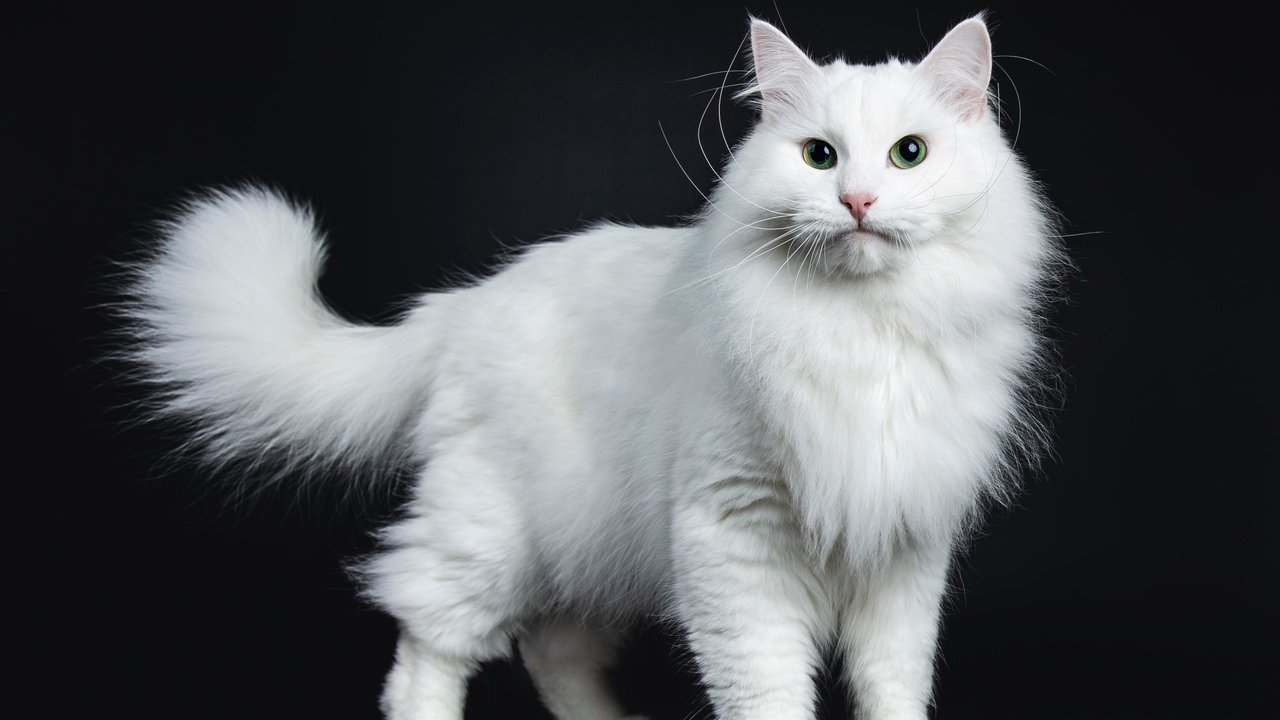 Сибирская кошка