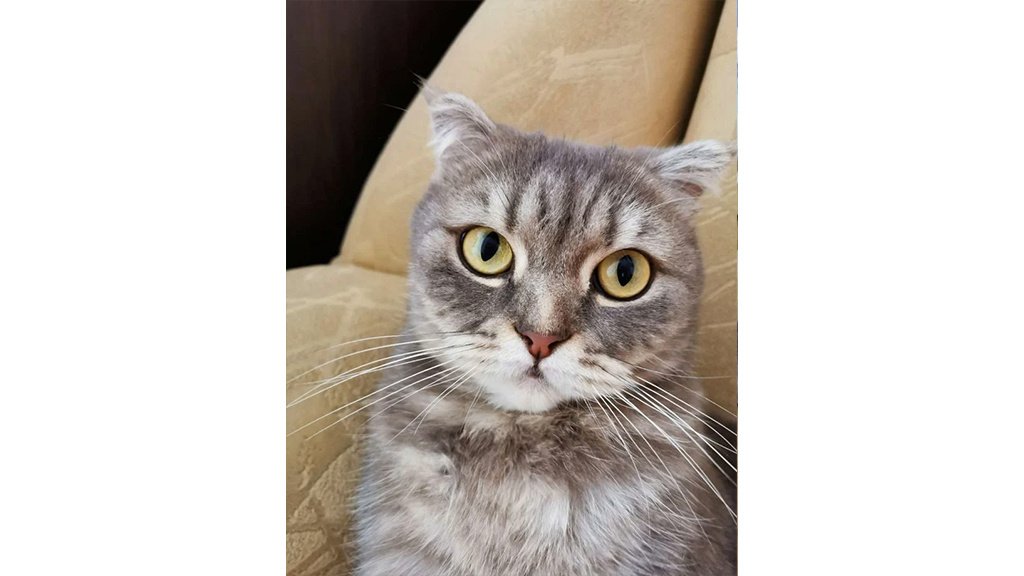 Котя