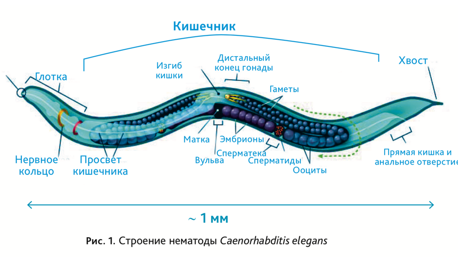 Строение нематоды Caenorhabditis elegans изображение