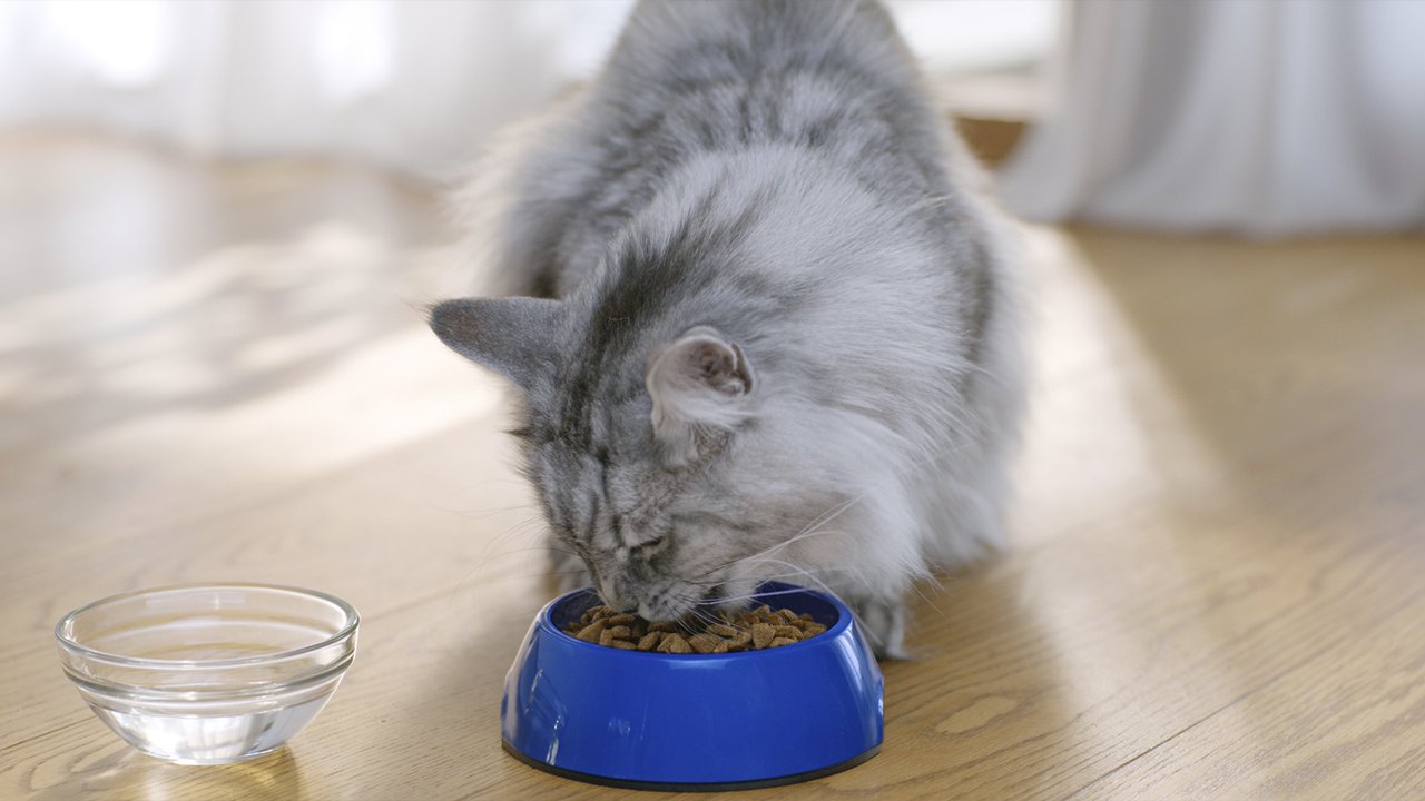 Почему кошка закапывает миску с едой и без