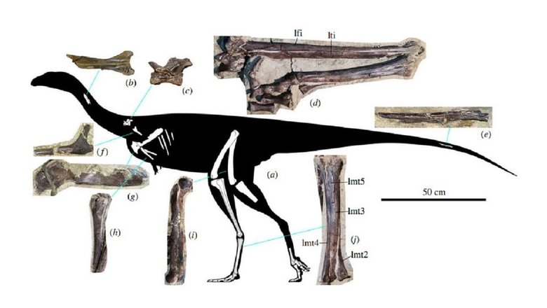 Kiyacursor longipes