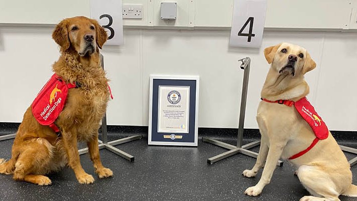 Собаки-диагносты из Medical Detection Dogs Собаки-диагносты из Medical Detection Dogs