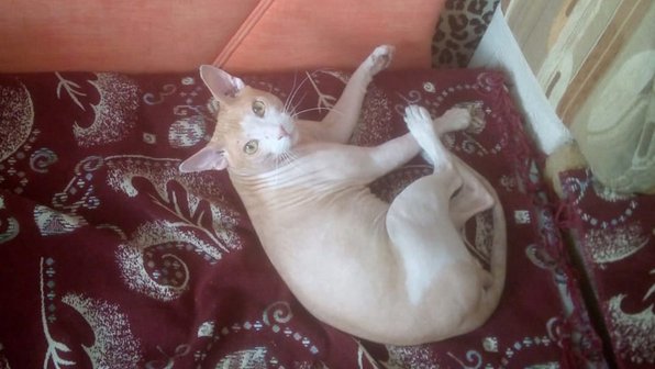 Украденный кот из Тверской области сам вернулся домой