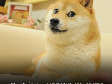 Первый мем с сиба-ину — Doge — появился в 2010 году. Хозяйка собаки по кличке Кабасу опубликовала в Сети серию снимков. На одном из них Кабасу сидела с удивленной мордочкой, он стал основой мема. Ну и наконец «Это фиаско, братан!» – все помнят то эпичное п