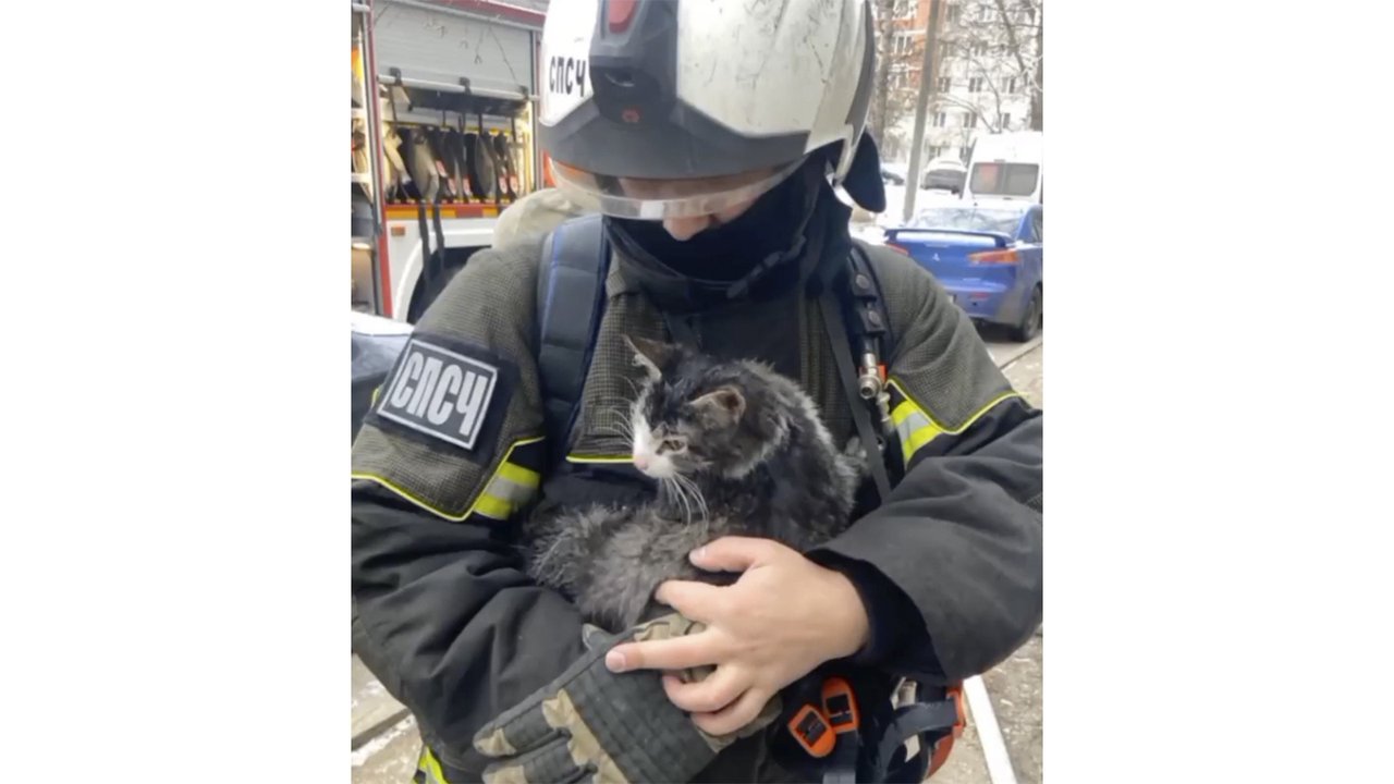 В Нижнем Новгороде на пожаре спасли кота