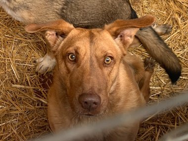 Собаки из Дагестана