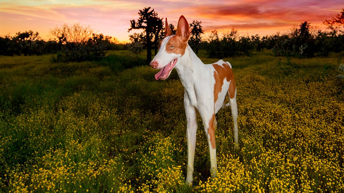 Ibizan-hound-in-the-AZ-desert_GoDog-Photo_Shutterstock