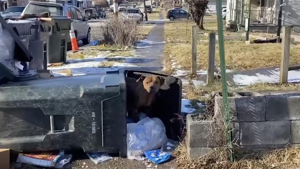 Пес живет в мусорке, потому что там тепло и безопасно