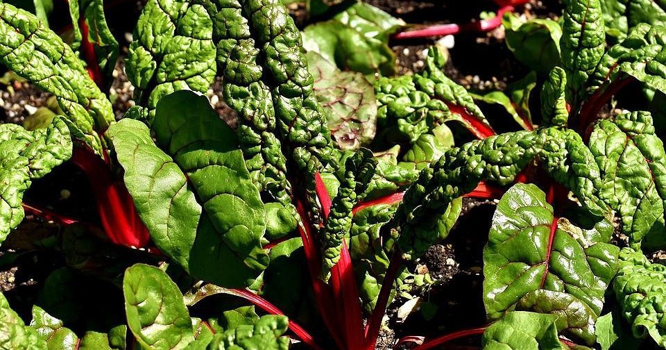 6 антистресс-растений, которые вы можете вырастить на даче